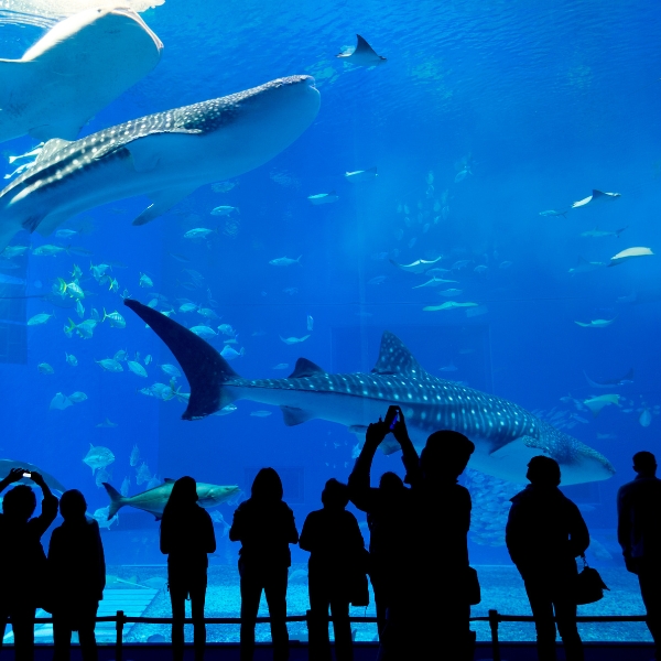 Professional house cleaning services in Tampa, FL you can rely on